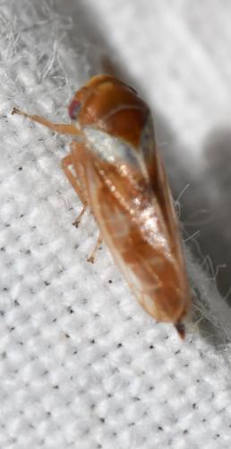 Oncopsis sp.